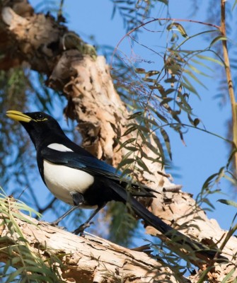 Birding California, Birding the United States, California Birds, Naturalist Journeys, Wildlife Tour, Wildlife Photography, Ecotourism, Specialty Birds, Endemic Birds, Birding Hotspot, Wine Country, California Central Valley