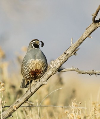 Birding California, Birding the United States, California Birds, Naturalist Journeys, Wildlife Tour, Wildlife Photography, Ecotourism, Specialty Birds, Endemic Birds, Birding Hotspot, Wine Country, California Central Valley