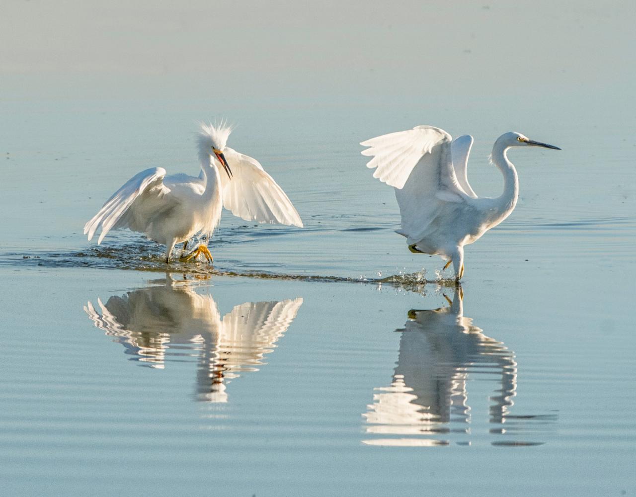 Birding California, Birding the United States, California Birds, Naturalist Journeys, Wildlife Tour, Wildlife Photography, Ecotourism, Specialty Birds, Endemic Birds, Birding Hotspot, Wine Country, California Central Valley