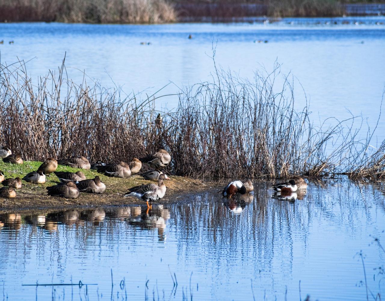 Birding California, Birding the United States, California Birds, Naturalist Journeys, Wildlife Tour, Wildlife Photography, Ecotourism, Specialty Birds, Endemic Birds, Birding Hotspot, Wine Country, California Central Valley