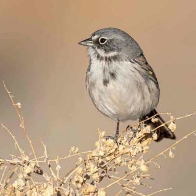 Sagebrush Sparrow, Alberquerque; New Mexico