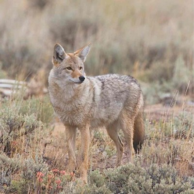 Coyote, New Mexico, Guided Nature Tour