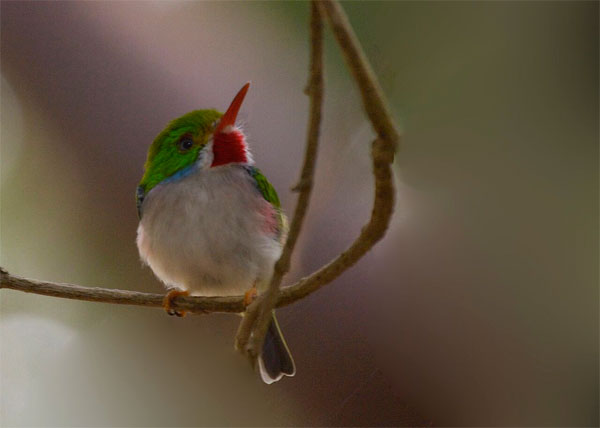 Cuban Toda, Cuba, Naturalist Journeys, Cuba Birding Tour, Cuba Nature Toury