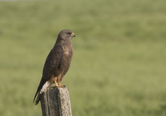 Swainson's Hawk, Texas, Texas Hill Country, Texas Nature Tour, Texas Birding Tour, Naturalist Journeys
