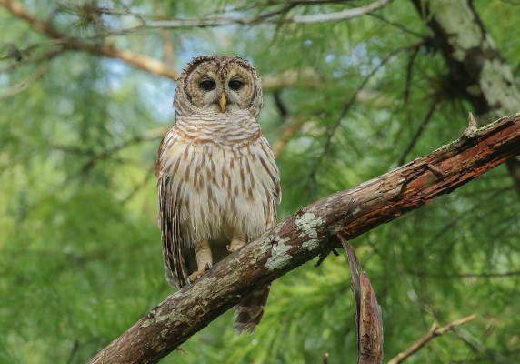 Barred Owl, Texas Hill Country, Texas Nature Tour, Texas Birding Tour, Texas hill Country Nature Tour, Texas hill Country Birding Tour, Naturalist Journeys