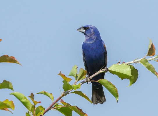 Blue Grosbeak, Texas Hill Country, Texas Nature Tour, Texas Birding Tour, Texas hill Country Nature Tour, Texas hill Country Birding Tour, Naturalist Journeys