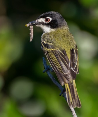 Black-capped Vireo, Birding Texas Hill Country, Bird watching Texas, United States, North American birds, Naturalist Journeys, Wildlife Tour, Wildlife Photography, Ecotourism, Specialty Birds, Endemic Birds, Birding Hotspot, Total Solar Eclipse