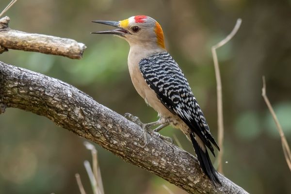 Golden-fronted Woodpecker, Birding Texas Hill Country, Bird watching Texas, United States, North American birds, Naturalist Journeys, Wildlife Tour, Wildlife Photography, Ecotourism, Specialty Birds, Endemic Birds, Birding Hotspot, Total Solar Eclipse