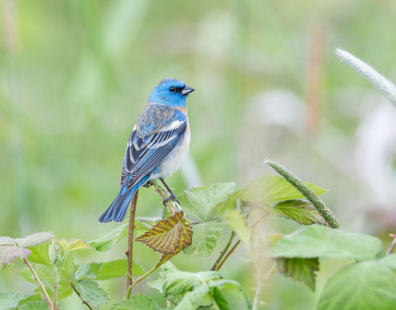 Birding Texas Hill Country, Bird watching Texas, United States, North American birds, Naturalist Journeys, Wildlife Tour, Wildlife Photography, Ecotourism, Specialty Birds, Endemic Birds, Birding Hotspot, Total Solar Eclipse