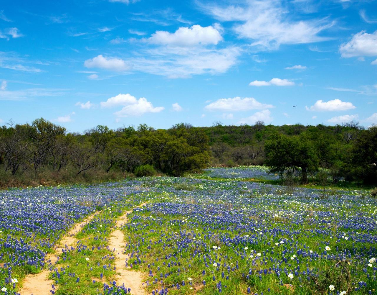 Bluebonnets, Birding Texas Hill Country, Bird watching Texas, United States, North American birds, Naturalist Journeys, Wildlife Tour, Wildlife Photography, Ecotourism, Specialty Birds, Endemic Birds, Birding Hotspot, Total Solar Eclipse