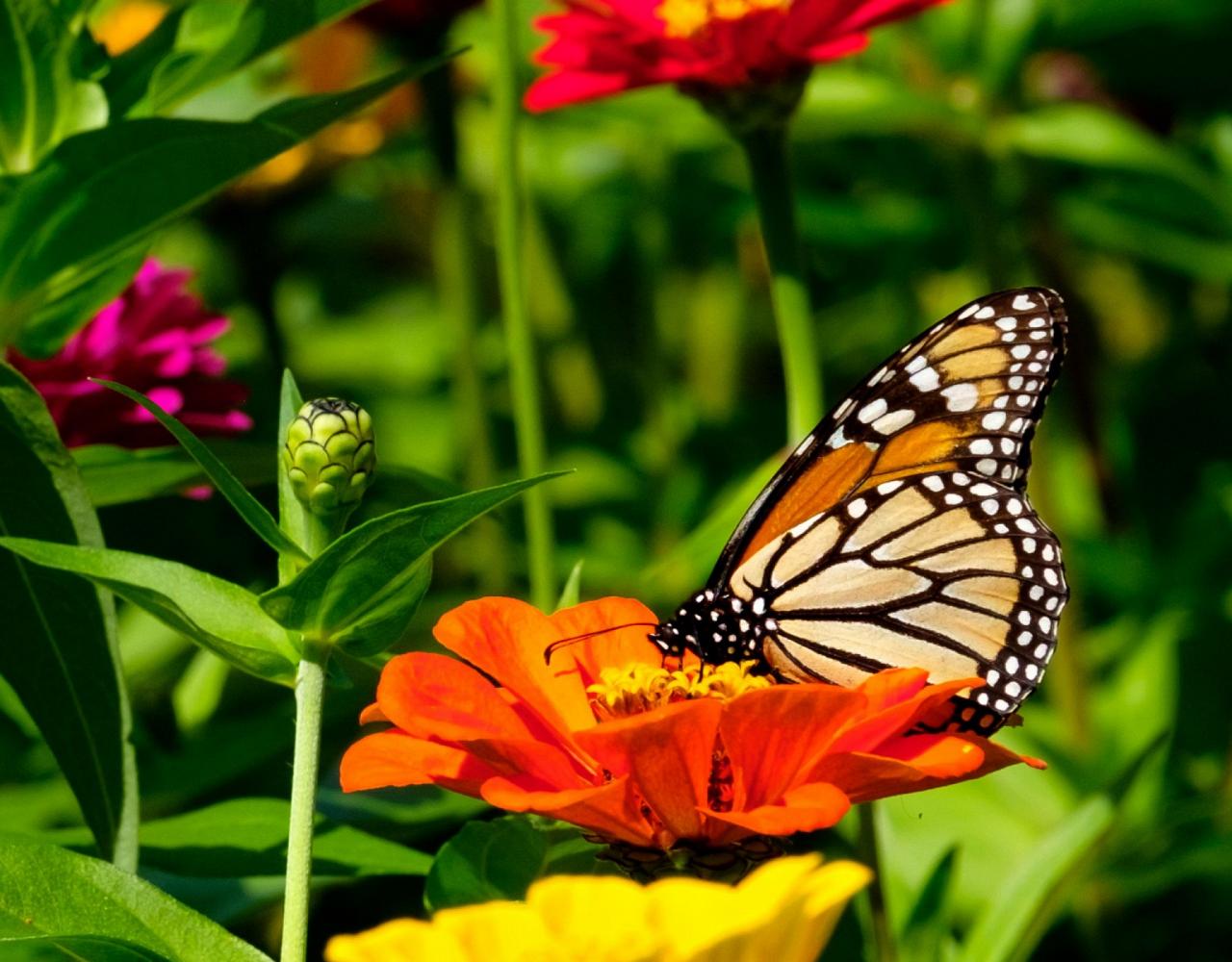 Field of flowers in Texas Hill Country, Birding Texas Hill Country, Bird watching Texas, United States, North American birds, Naturalist Journeys, Wildlife Tour, Wildlife Photography, Ecotourism, Specialty Birds, Endemic Birds, Birding Hotspot, Total Solar Eclipse