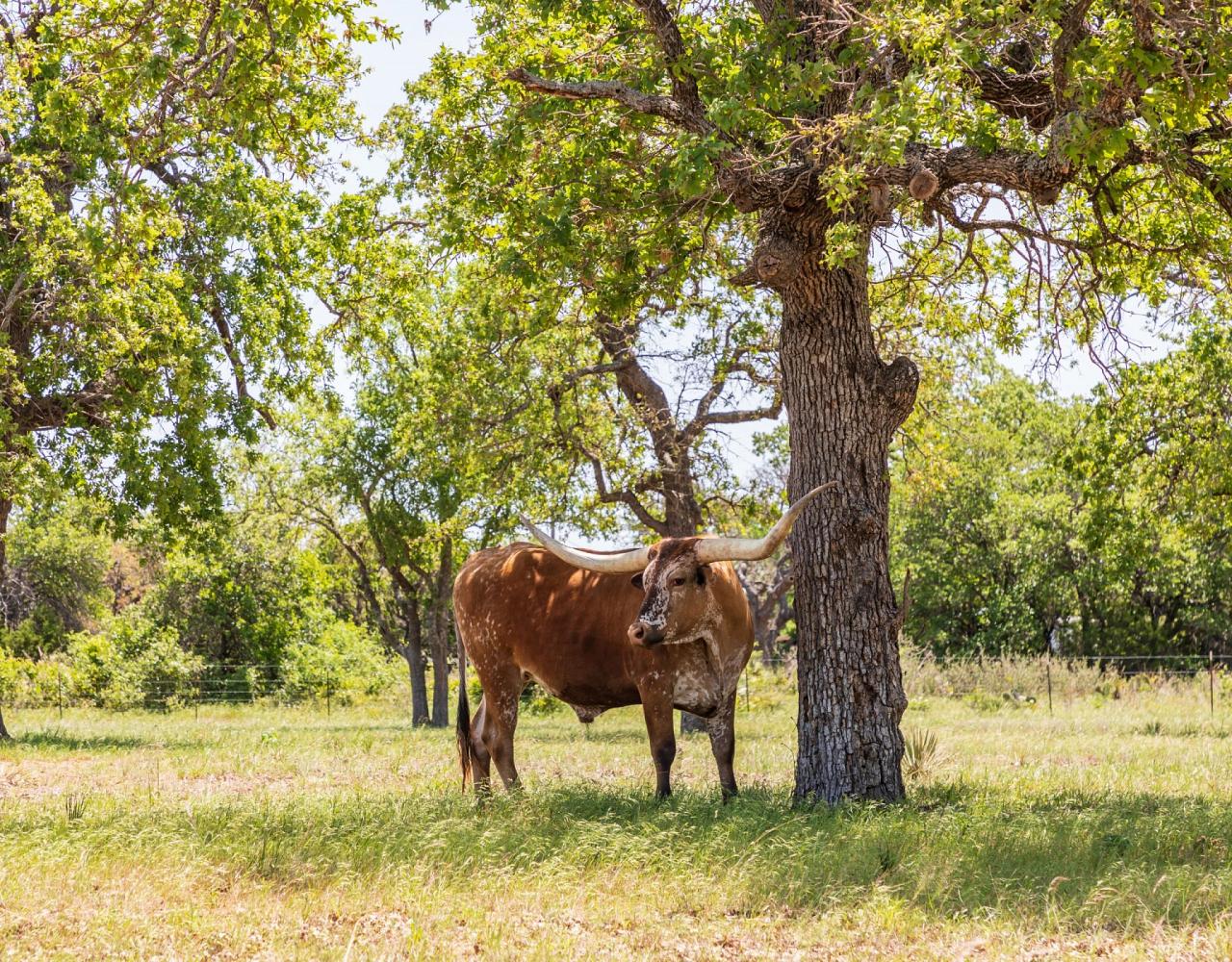 Longhorn Cattle, Birding Texas Hill Country, Bird watching Texas, United States, North American birds, Naturalist Journeys, Wildlife Tour, Wildlife Photography, Ecotourism, Specialty Birds, Endemic Birds, Birding Hotspot, Total Solar Eclipse