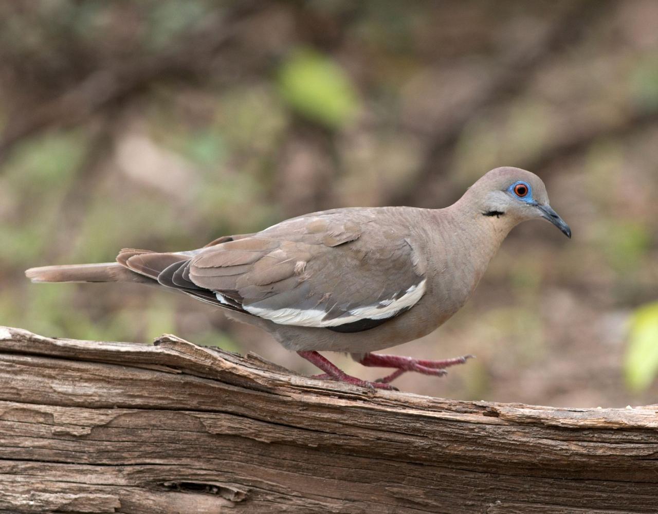 White-winged Dove, Birding Texas Hill Country, Bird watching Texas, United States, North American birds, Naturalist Journeys, Wildlife Tour, Wildlife Photography, Ecotourism, Specialty Birds, Endemic Birds, Birding Hotspot, Total Solar Eclipse