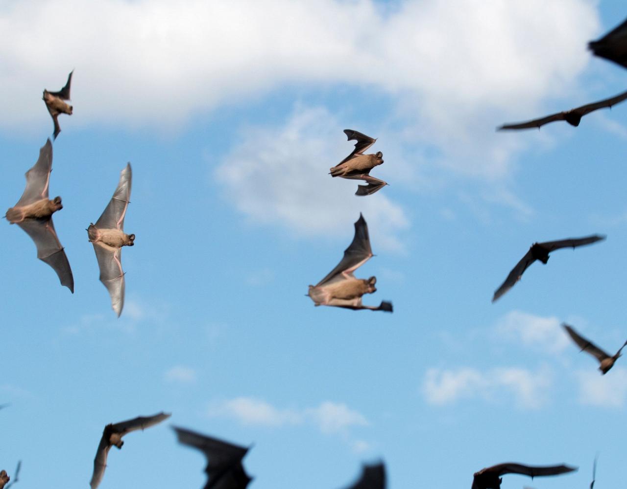 Mexican Free-tailed Bats, Birding Texas Hill Country, Bird watching Texas, United States, North American birds, Naturalist Journeys, Wildlife Tour, Wildlife Photography, Ecotourism, Specialty Birds, Endemic Birds, Birding Hotspot, Total Solar Eclipse