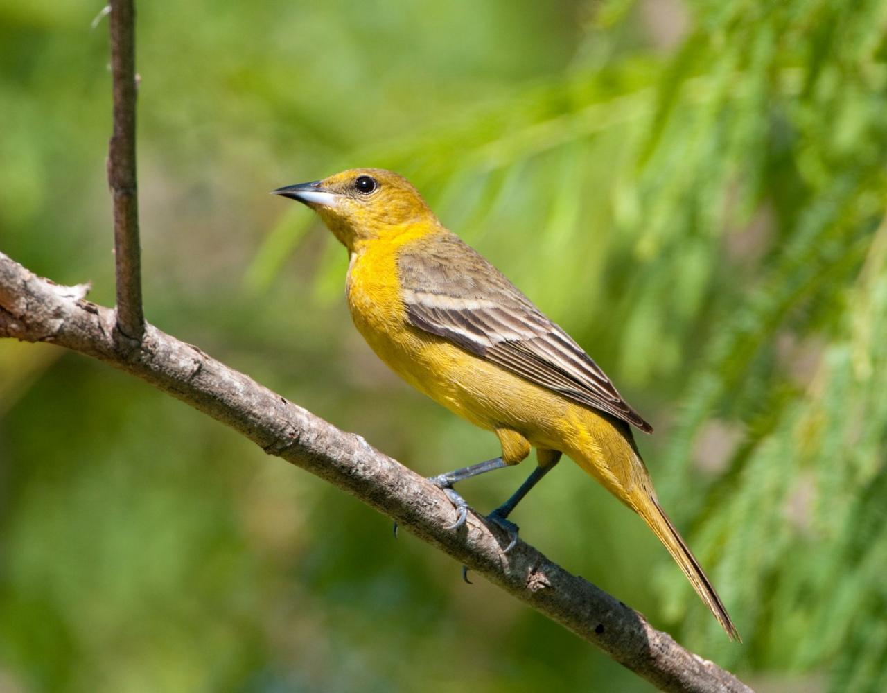 Hooded Oriole, Birding Texas Hill Country, Bird watching Texas, United States, North American birds, Naturalist Journeys, Wildlife Tour, Wildlife Photography, Ecotourism, Specialty Birds, Endemic Birds, Birding Hotspot, Total Solar Eclipse