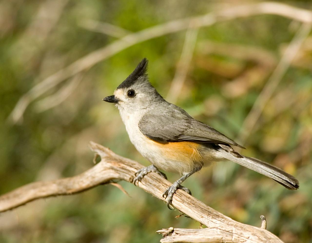 Black-crested Titmouse, Birding Texas Hill Country, Bird watching Texas, United States, North American birds, Naturalist Journeys, Wildlife Tour, Wildlife Photography, Ecotourism, Specialty Birds, Endemic Birds, Birding Hotspot, Total Solar Eclipse