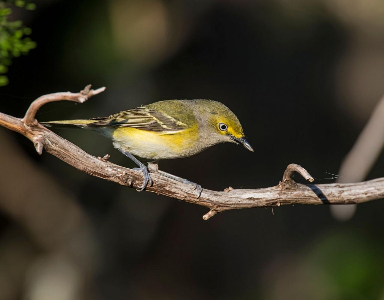 White-eyed Vireo, Birding Texas Hill Country, Bird watching Texas, United States, North American birds, Naturalist Journeys, Wildlife Tour, Wildlife Photography, Ecotourism, Specialty Birds, Endemic Birds, Birding Hotspot, Total Solar Eclipse