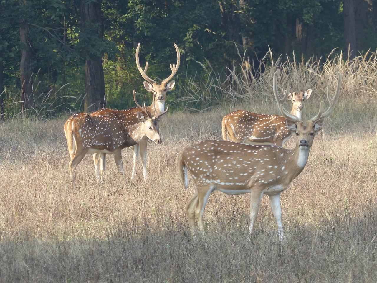 Chital,India Nature Tour, India Wildlife Tour, India Wildlife Safari, Naturalist Journeys Birding and Nature tour to Southern India Western Ghats and Nagarhole National Park