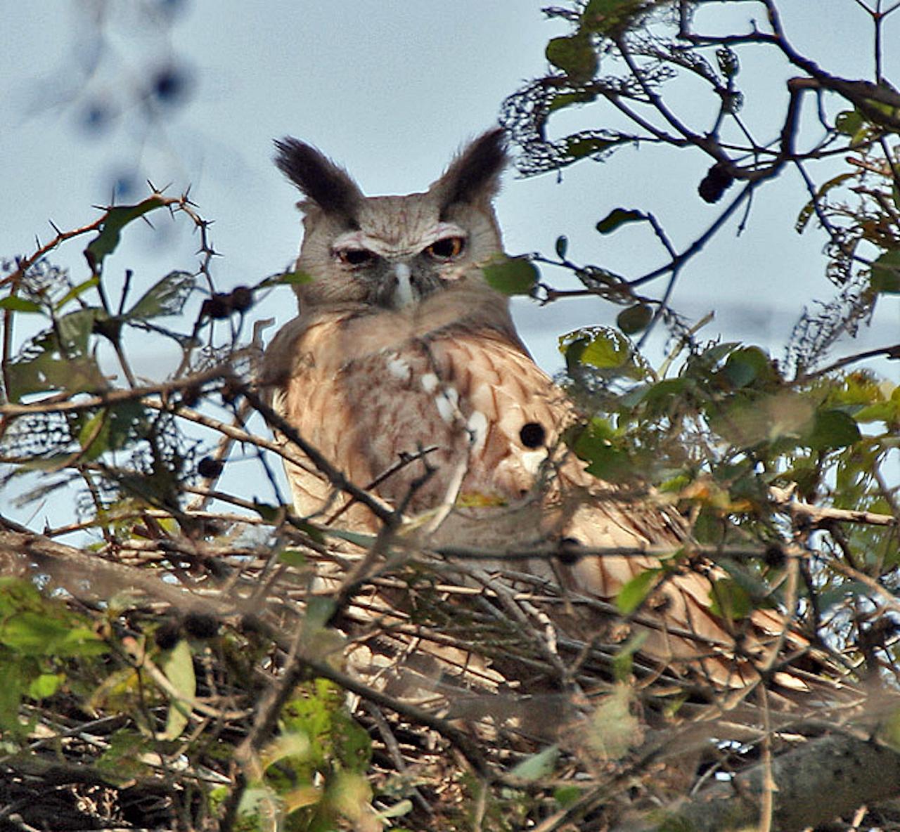 Dusky Eagle-Owl, India Wildlife Tour, India Wildlife Safari, Naturalist Journeys Birding and Nature tour to Southern India Western Ghats and Nagarhole National Park