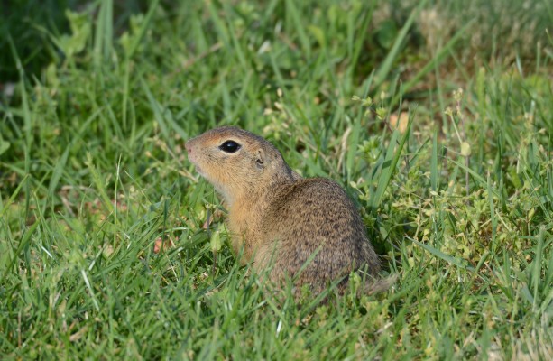 European Suslik, Austria, Hungary, Naturalist Journeys, European Birding Tour, European Nature Tour