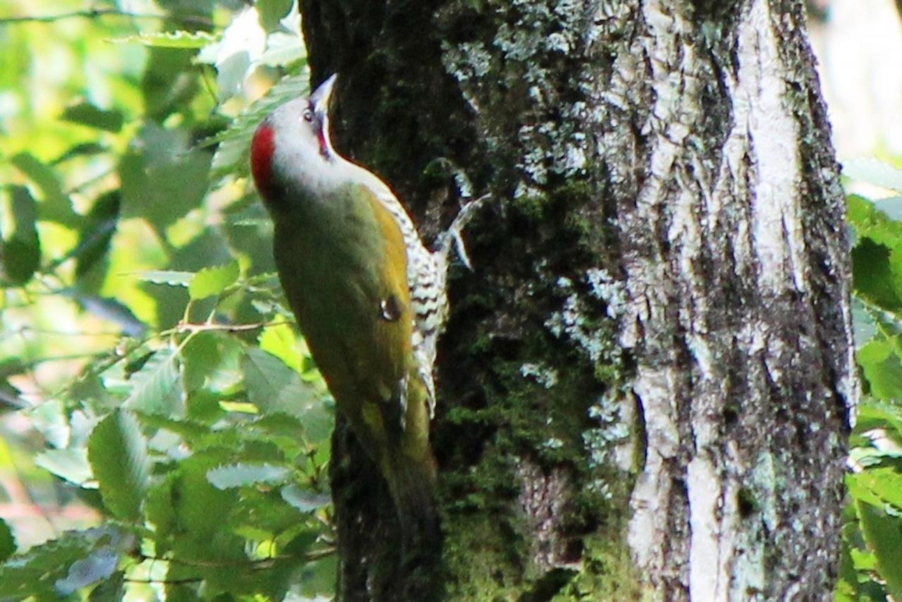 Japanese Woodpecker by Japan tour, Japanese nature tour, snow monkeys, Japan birding, Japan Birding & nature, Naturalist Journeys 