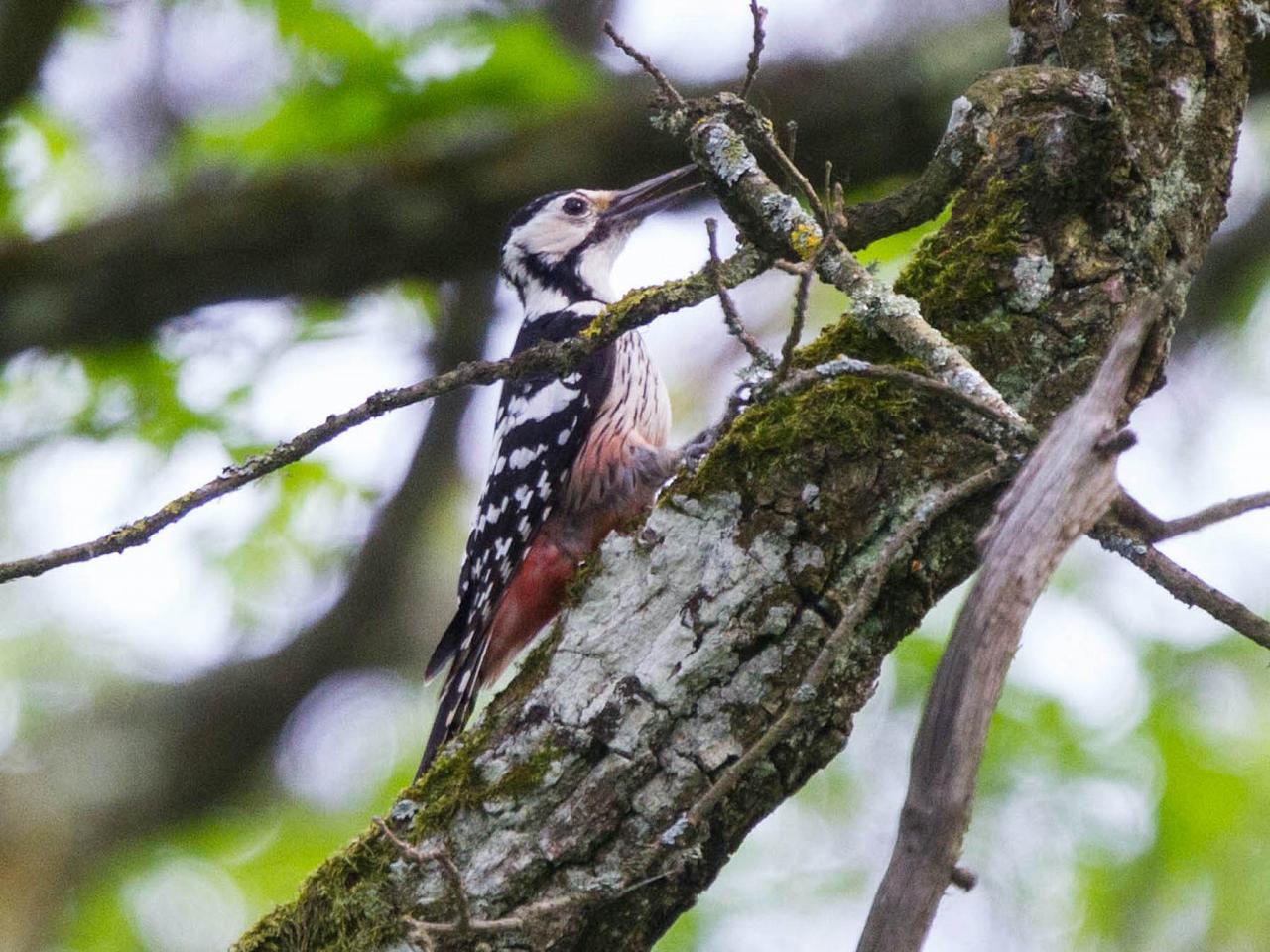 White-backed Woodpecker by Ron Knight via Creative Commons, Japan tour, Japanese nature tour, snow monkeys, Japan birding, Japan Birding & nature, Naturalist Journeys 
