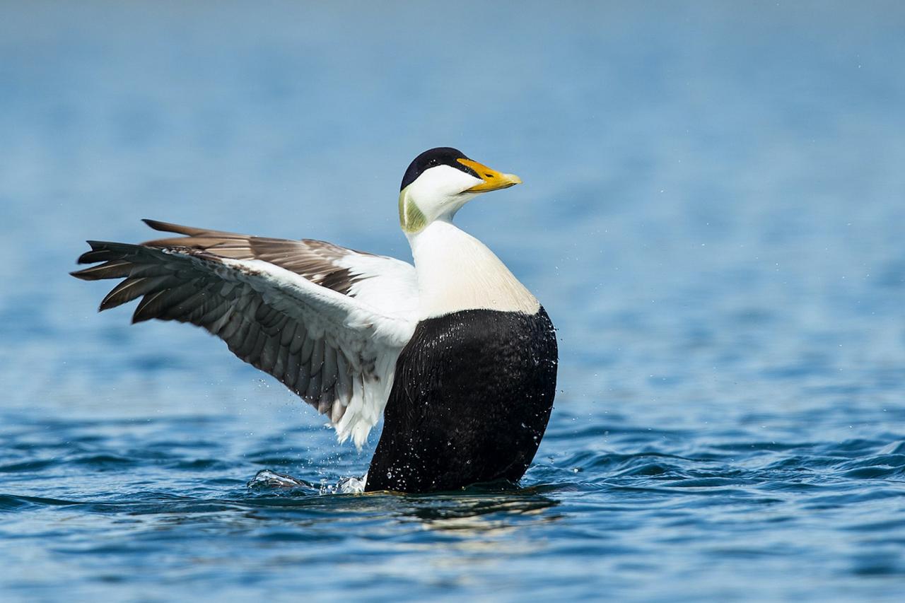 Common Eider, Iceland Birding Tour, Iceland Nature Tour, Iceland Wildlife Tour, Naturalist Journeys