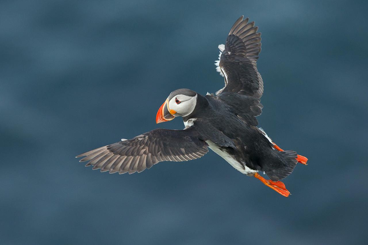 Puffin, Iceland Birding Tour, Iceland Nature Tour, Iceland Wildlife Tour, Naturalist Journeys