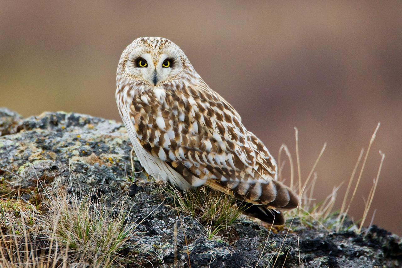 Short-eared Owl, Iceland Birding Tour, Iceland Nature Tour, Iceland Wildlife Tour, Naturalist Journeys
