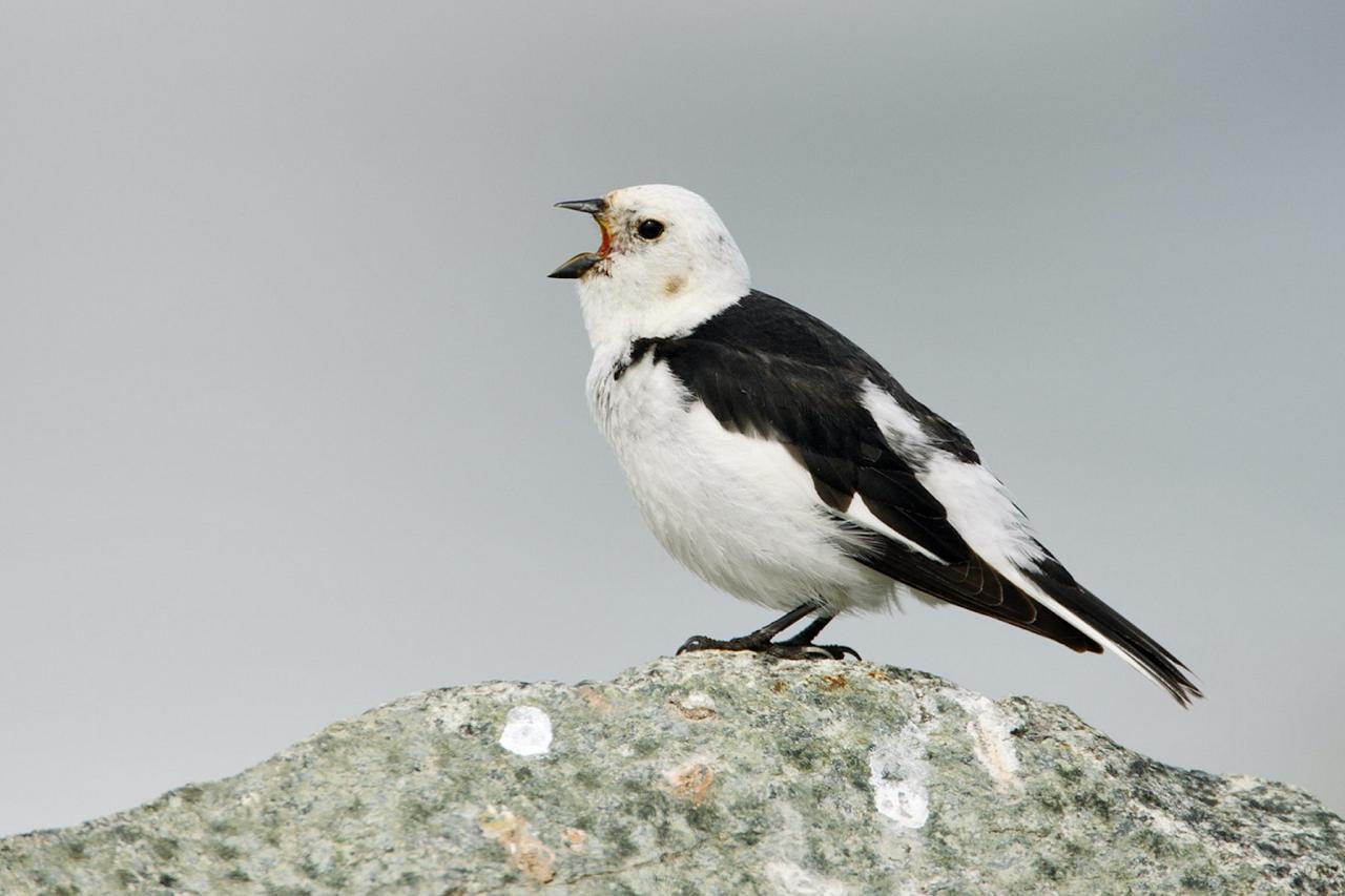 Snow Bunting, Iceland Birding Tour, Iceland Nature Tour, Iceland Wildlife Tour, Naturalist Journeys