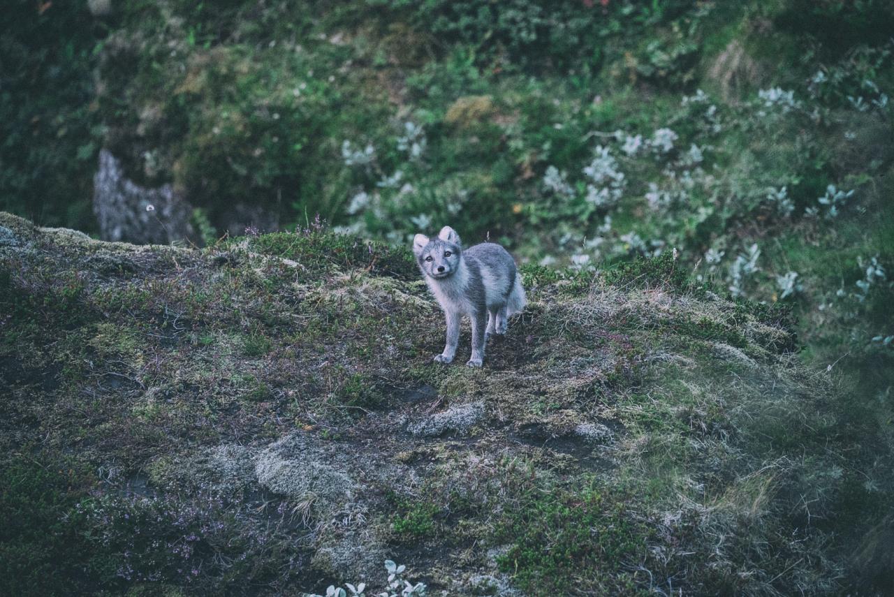 Arctic Fox, Iceland, Iceland Birding Tour, Iceland Nature Tour, Iceland Wildlife Tour, Naturalist Journeys