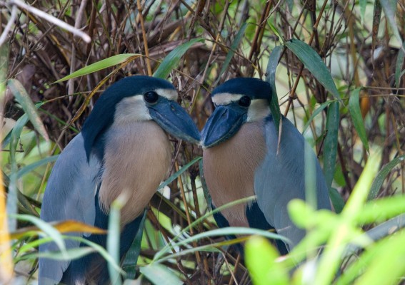 Boat-billed Heron, Panama, Panama Nature Tour, Panama Birding Tour, Naturalist Journeys