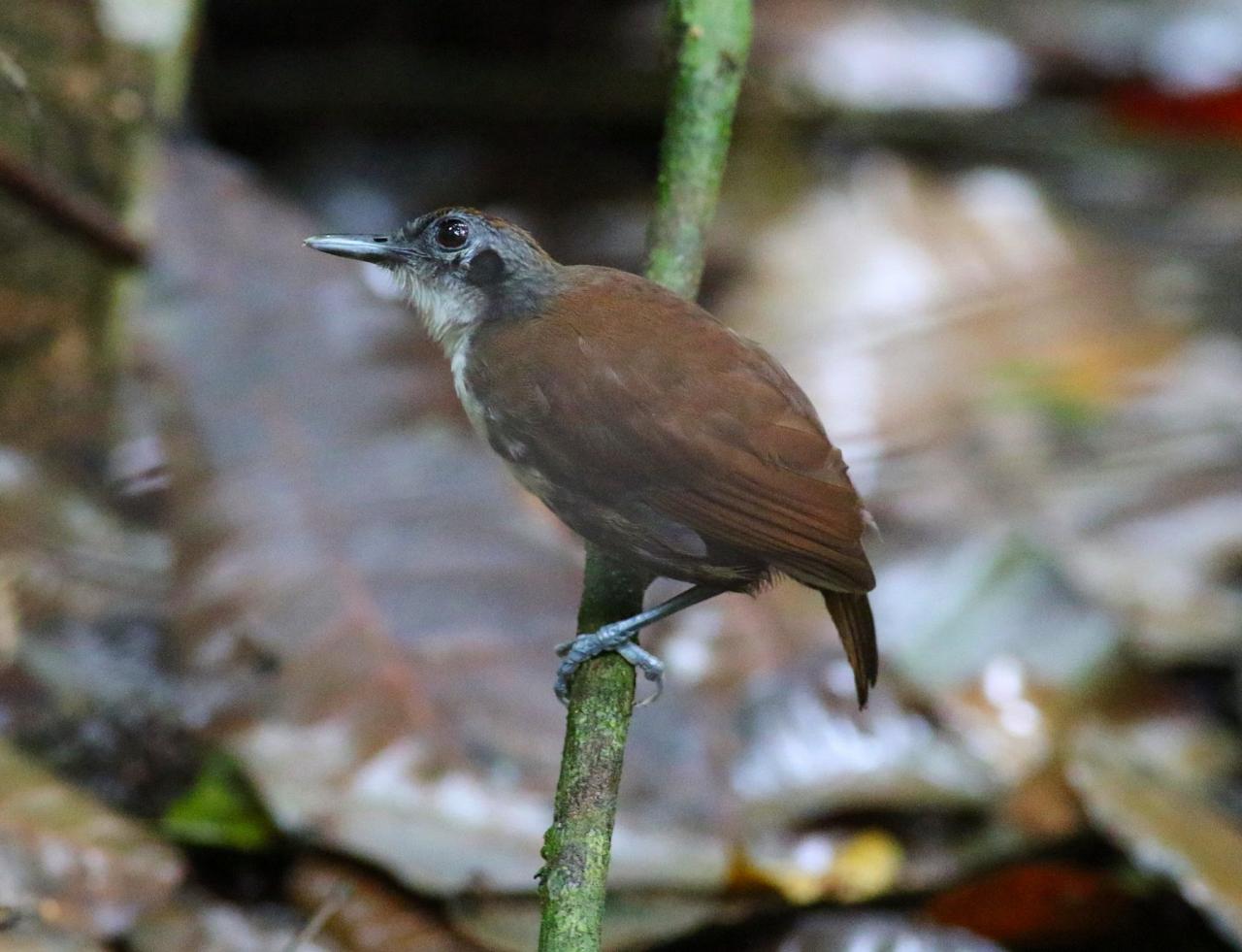 Bicolored Antbird, Panama, Panama Birding Tour, Panama Nature Tour, Winter Panama Tour, Naturalist Journeys