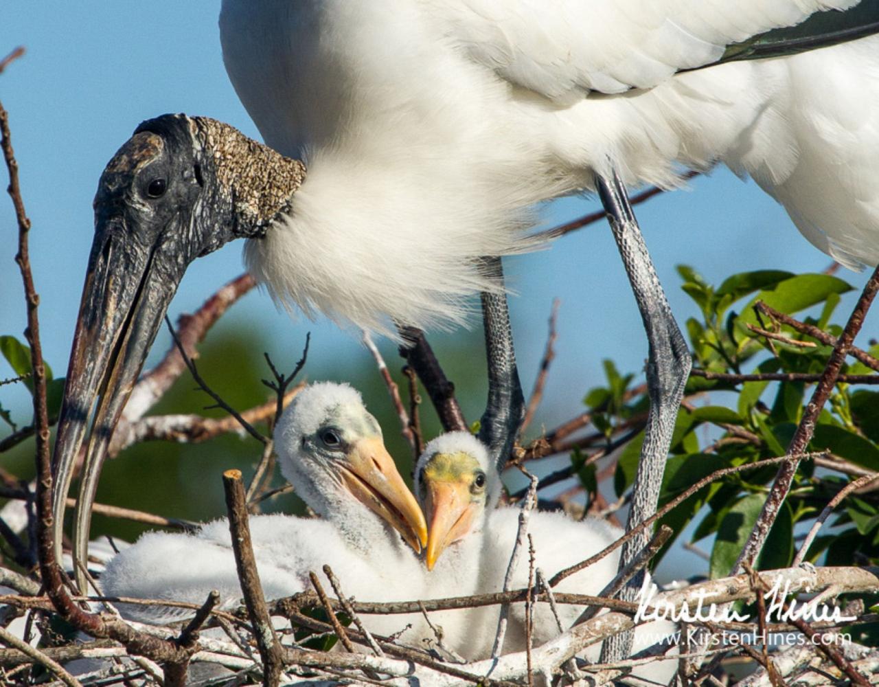 Wood Stork, Birding Florida, Bird Watching Florida, United States, North American Birds, Naturalist Journeys, Wildlife Tour, Wildlife Photography, Ecotourism, Specialty Birds, Endemic Birds, Birding Hotspot, American Alligator, Florida Everglades National Park