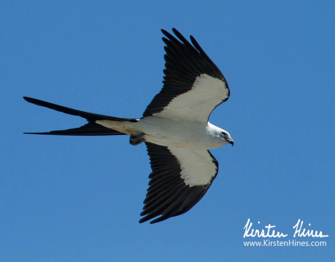 Swallow-tailed Kite, Birding Florida, Bird Watching Florida, United States, North American Birds, Naturalist Journeys, Wildlife Tour, Wildlife Photography, Ecotourism, Specialty Birds, Endemic Birds, Birding Hotspot, American Alligator, Florida Everglades National Park