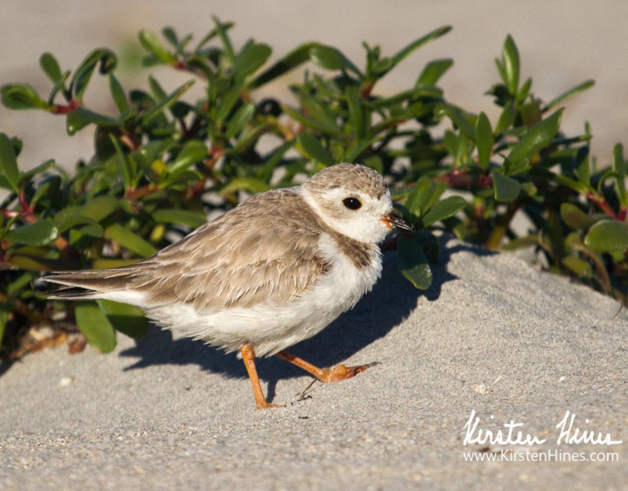 Piping Plover, Birding Florida, Bird Watching Florida, United States, North American Birds, Naturalist Journeys, Wildlife Tour, Wildlife Photography, Ecotourism, Specialty Birds, Endemic Birds, Birding Hotspot, American Alligator, Florida Everglades National Park