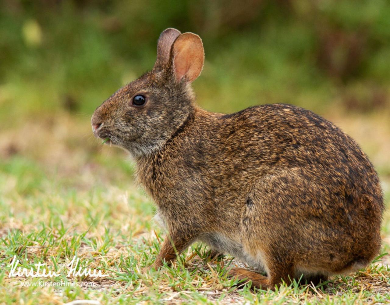 Marsh Rabbit, Birding Florida, Bird Watching Florida, United States, North American Birds, Naturalist Journeys, Wildlife Tour, Wildlife Photography, Ecotourism, Specialty Birds, Endemic Birds, Birding Hotspot, American Alligator, Florida Everglades National Park