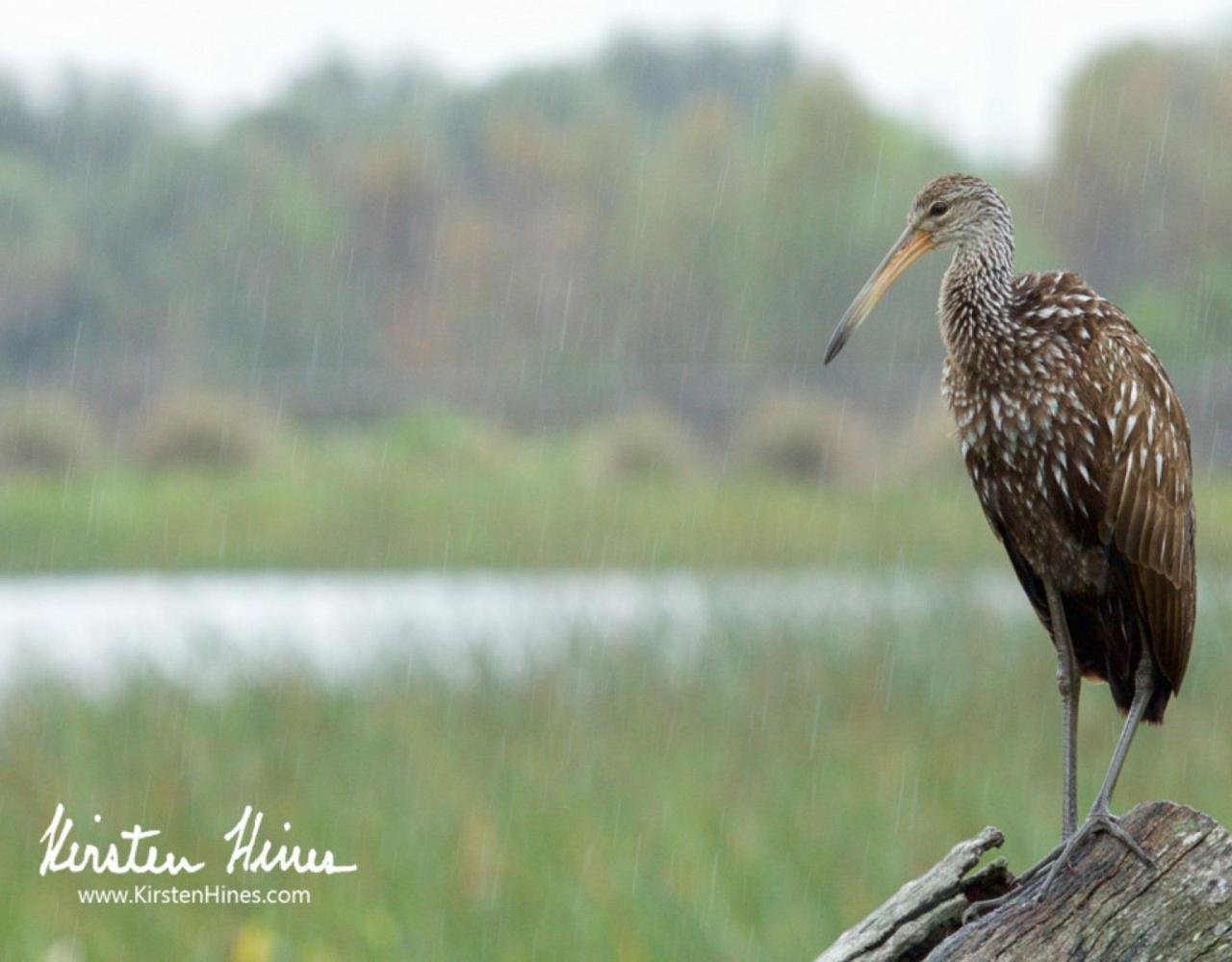 Limpkin, Birding Florida, Bird Watching Florida, United States, North American Birds, Naturalist Journeys, Wildlife Tour, Wildlife Photography, Ecotourism, Specialty Birds, Endemic Birds, Birding Hotspot, American Alligator, Florida Everglades National Park