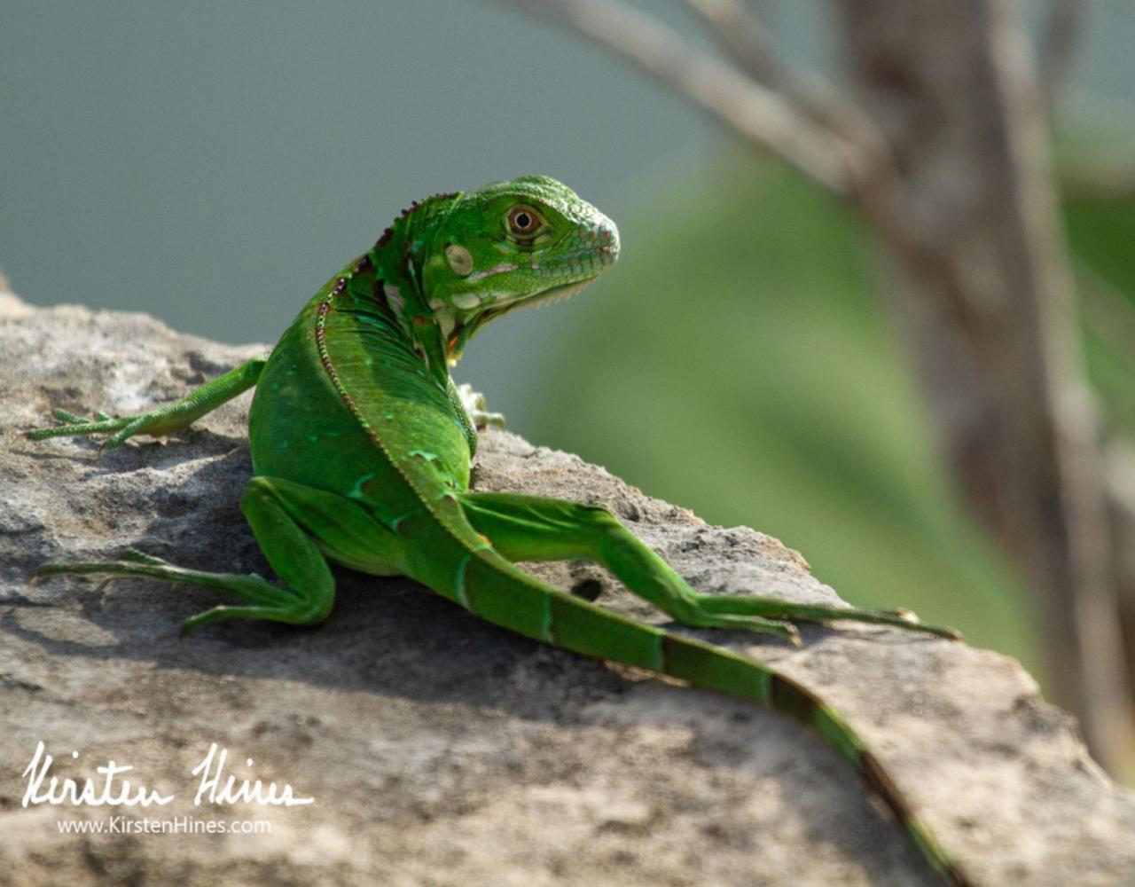 Green Iguana, Birding Florida, Bird Watching Florida, United States, North American Birds, Naturalist Journeys, Wildlife Tour, Wildlife Photography, Ecotourism, Specialty Birds, Endemic Birds, Birding Hotspot, American Alligator, Florida Everglades National Park