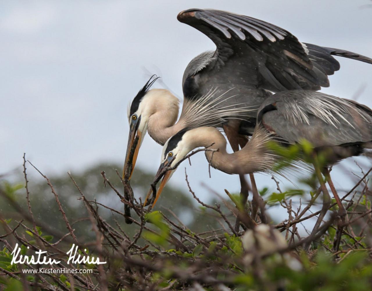 Great Blue Heron, Birding Florida, Bird Watching Florida, United States, North American Birds, Naturalist Journeys, Wildlife Tour, Wildlife Photography, Ecotourism, Specialty Birds, Endemic Birds, Birding Hotspot, American Alligator, Florida Everglades National Park