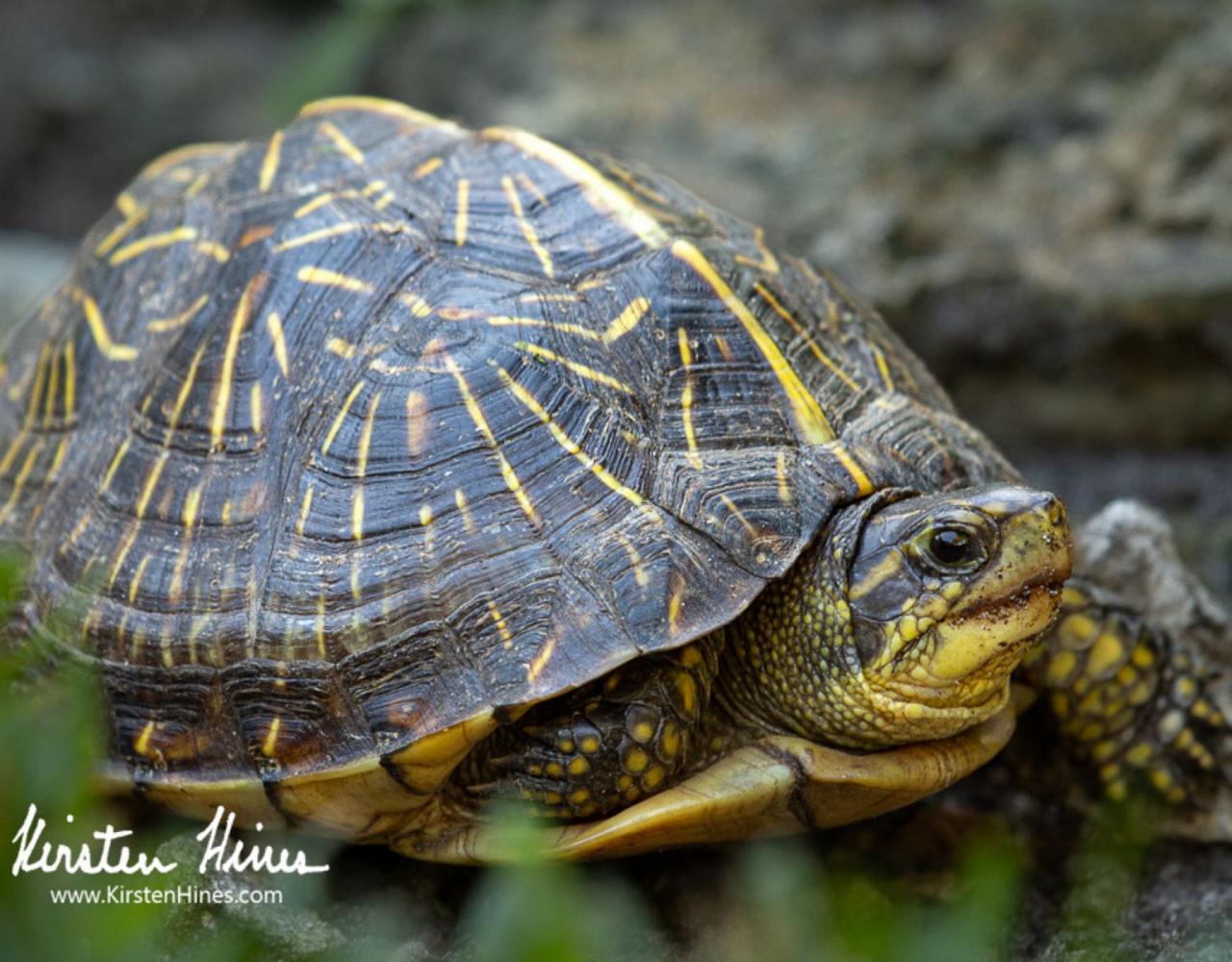 Box Turtle, Birding Florida, Bird Watching Florida, United States, North American Birds, Naturalist Journeys, Wildlife Tour, Wildlife Photography, Ecotourism, Specialty Birds, Endemic Birds, Birding Hotspot, American Alligator, Florida Everglades National Park