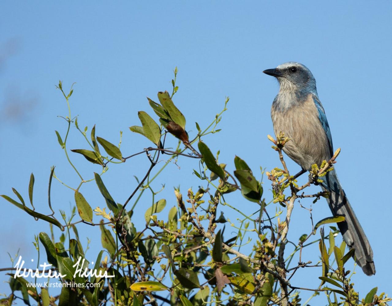 Scrub Jay, Birding Florida, Bird Watching Florida, United States, North American Birds, Naturalist Journeys, Wildlife Tour, Wildlife Photography, Ecotourism, Specialty Birds, Endemic Birds, Birding Hotspot, American Alligator, Florida Everglades National Park
