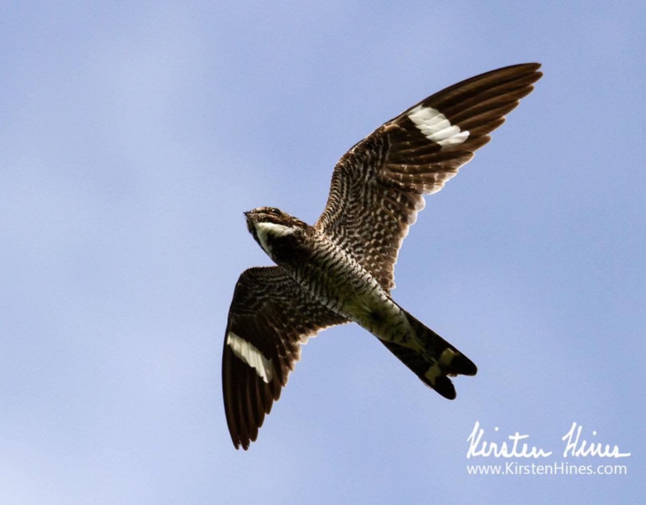Common Nighthawk, Birding Florida, Bird Watching Florida, United States, North American Birds, Naturalist Journeys, Wildlife Tour, Wildlife Photography, Ecotourism, Specialty Birds, Endemic Birds, Birding Hotspot, American Alligator, Florida Everglades National Park
