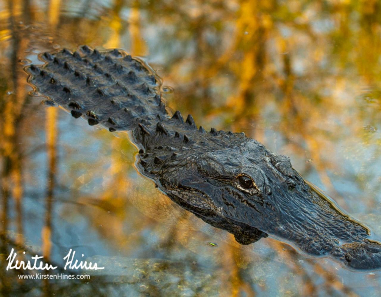 American Alligator, Birding Florida, Bird Watching Florida, United States, North American Birds, Naturalist Journeys, Wildlife Tour, Wildlife Photography, Ecotourism, Specialty Birds, Endemic Birds, Birding Hotspot, American Alligator, Florida Everglades National Park