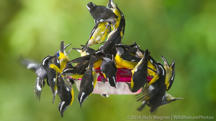 Bananaquit feeding Frenzy, Trinidad, Asa Wright Nature Centre, Trinidad Birding Tour, Trinidad Nature Tour, Naturalist Journeys