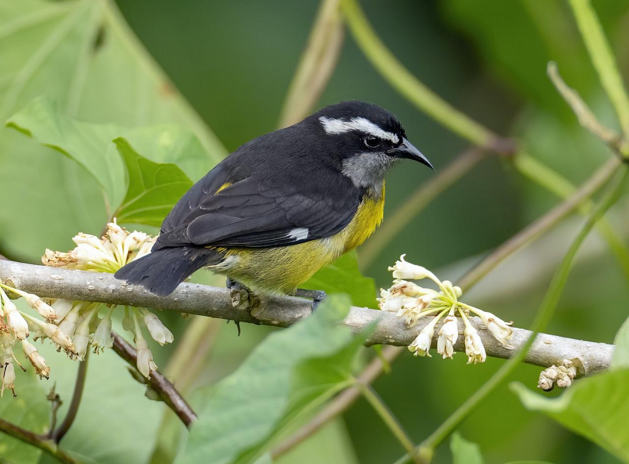 Bananaquit, Trinidad, Asa Wright Nature Centre, Trinidad Birding Tour, Trinidad Nature Tour, Naturalist Journeys