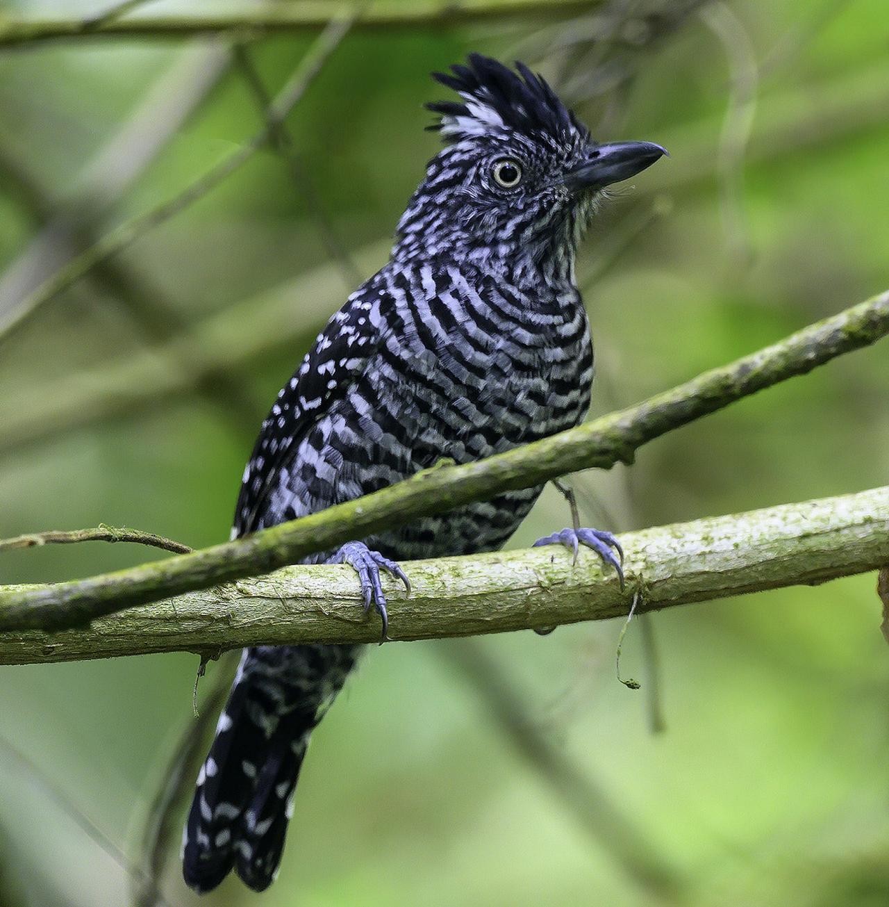 Barred Antshrike, Trinidad, Asa Wright Nature Centre, Trinidad Birding Tour, Trinidad Nature Tour, Naturalist Journeys