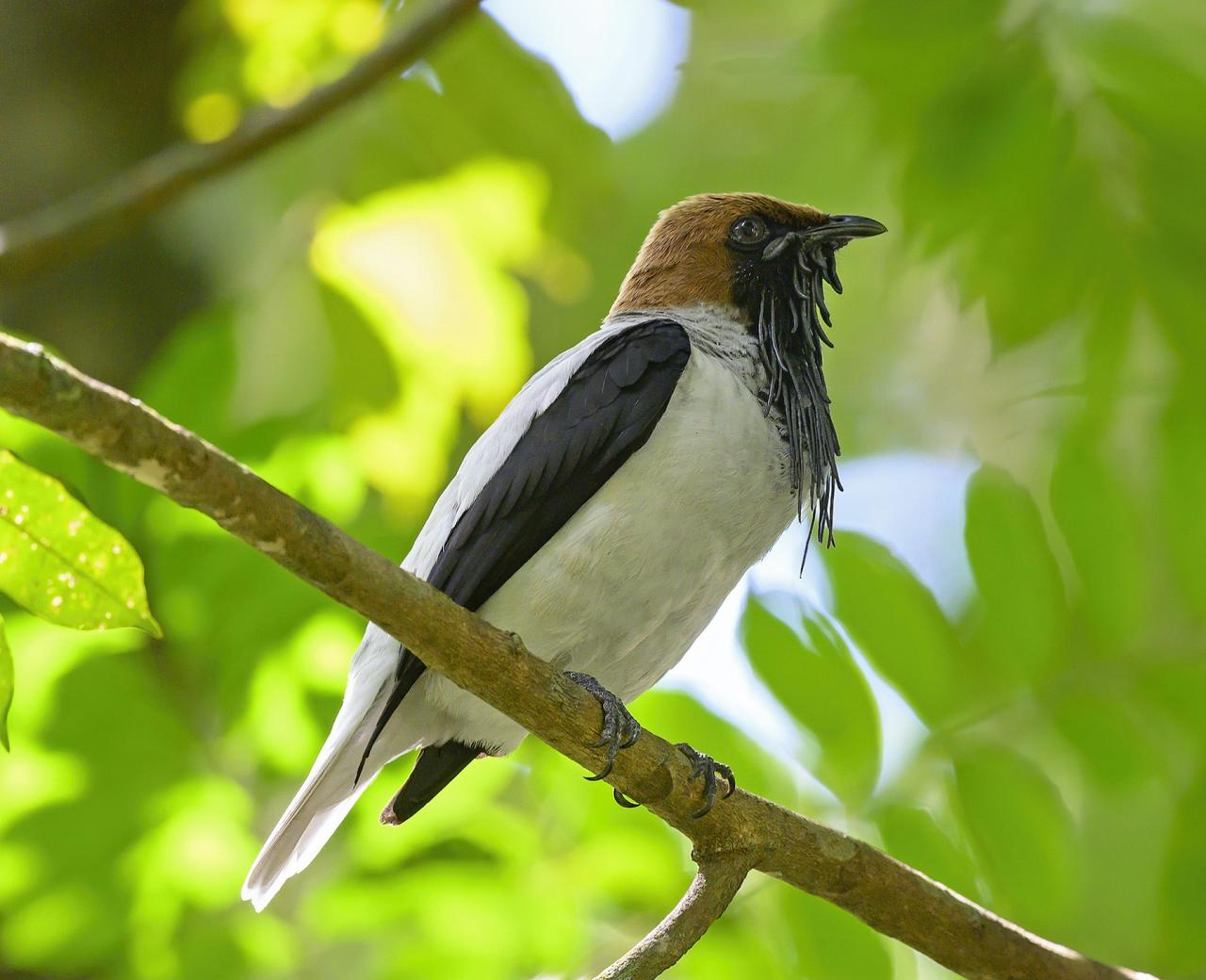 Bearded Bellbird, Trinidad, Asa Wright Nature Centre, Trinidad Birding Tour, Trinidad Nature Tour, Naturalist Journeys