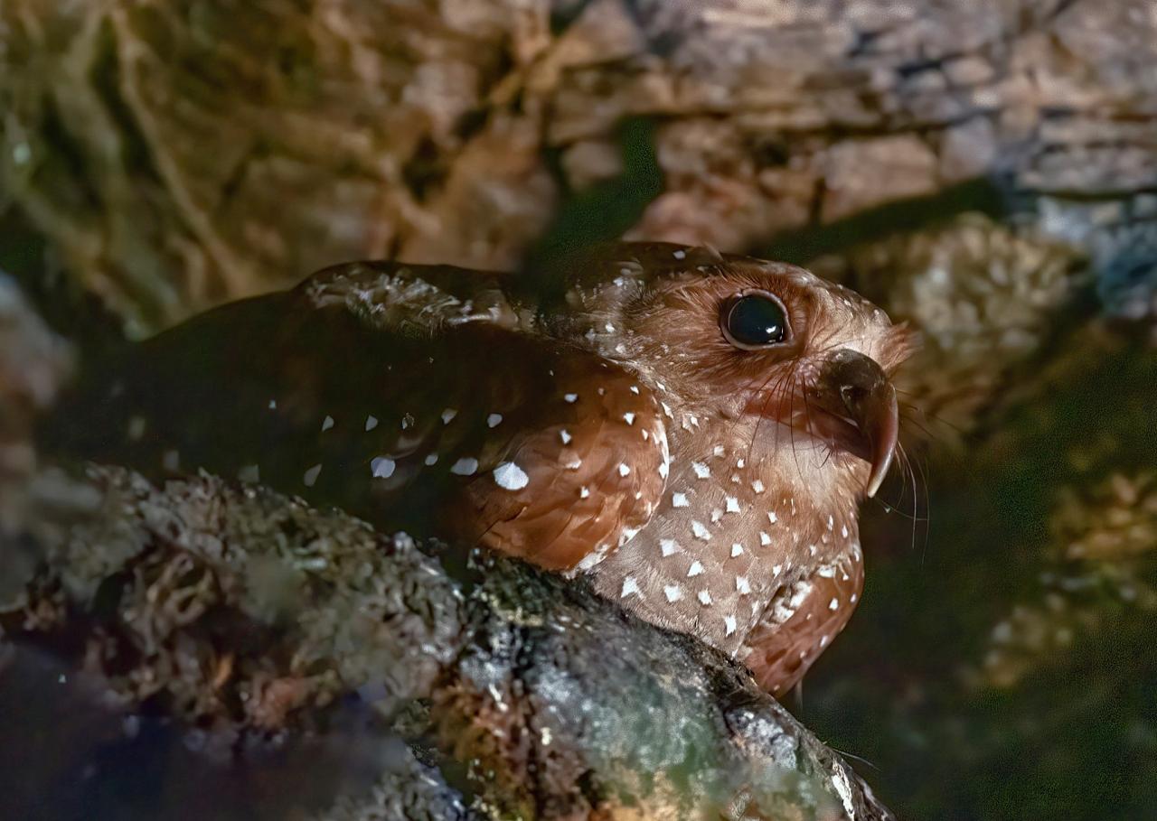Oilbird, Trinidad, Asa Wright Nature Centre, Trinidad Birding Tour, Trinidad Nature Tour, Naturalist Journeys