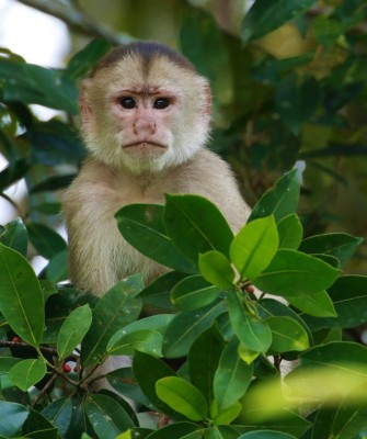 White-faced Capuchin Monkey, Birding Ecuador, Bird watching Ecuador, Ecuador, South American Birds, Naturalist Journeys, Wildlife Tour, Wildlife Photography, Ecotourism, Specialty Birds, Endemic Birds, Birding Hotspot